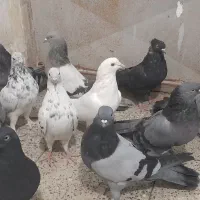 کبوتر اصفهانی پر