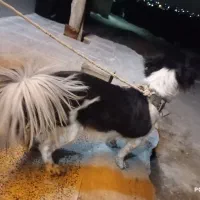 سگ پاکوتاه