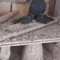 باسلام کبوتر