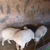 گوسفند نرگوزلی خوش گوشت|حیوانات مزرعه|تربتحیدریه, پائین ولایت|دیوار