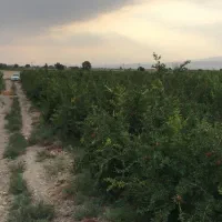 فروش باغ انار حاده قدیم قم ساوه