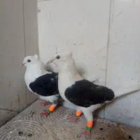 کبوتر دوکت کاکلی وهفترنگ
