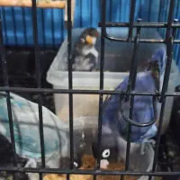 طوطی برزیلی مولد|پرنده|فردیس, نسترن غربی|دیوار