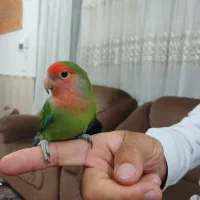 طوطی برزیلی نر سالم و سرحال