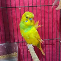 پروانه ای جفت فول فروش فوری|پرنده|سیرجان, |دیوار