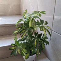 گلدان شفلرا ابلق