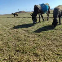 خر گله|حیوانات مزرعه|مرودشت, کناره|دیوار