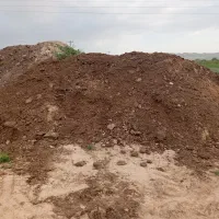 با گوسفندی وگاوی ومرغی|خدمات باغبانی و درختکاری|قوچان, |دیوار