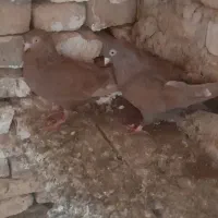 شیخ سوسنی دومبی