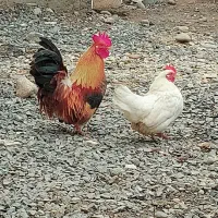 مرغ و خروس مینیاتوری|حیوانات مزرعه|ثمرین, |دیوار