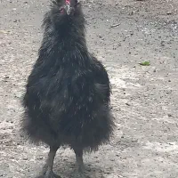 مرغ و خروس نژاد دار