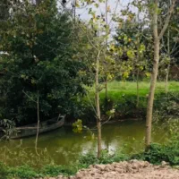 ۲۰۰متر رویایی منظره رودخانه شوراب ،مزارع برنج ابدی