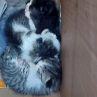 واگذاری رایگان گربه