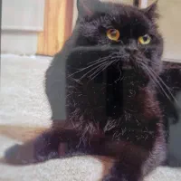 حیوان خانگی|گربه|بندرعباس, |دیوار