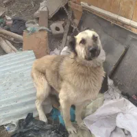 واگذاری سگ گله|سگ|ایلخچی, |دیوار