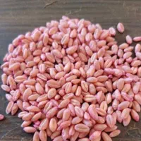 گندم پیشگام بذری