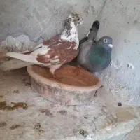 کبوتر پلاکی ونره دورگ|پرنده|فومن, |دیوار