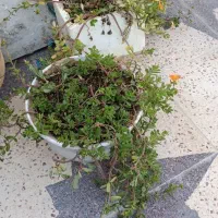 گل وفیکوس بنت قنسول|گل و گیاه طبیعی|بندر گناوه, |دیوار