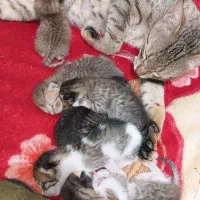 واگذاری توله گربه