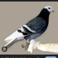 کود کفتر
