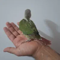 جوجه گرینچیک اناناسی سرلاکی دستی|پرنده|زابل, |دیوار