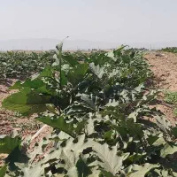 زمین-کشاورزی-با-استخر-پرورش-میگو
