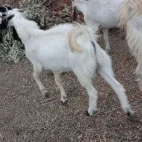 رودان برنطین