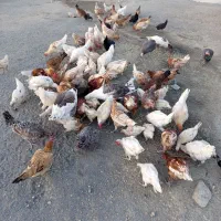 فروش مرغ و خروس|حیوانات مزرعه|جزمان, |دیوار