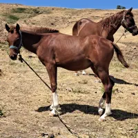 فروش سه راس نوزین با کره 6ماه ی مادیون|اسب و تجهیزات اسبسواری|الیگودرز, |دیوار