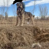 واگذاری سگ ۱۶ماهه