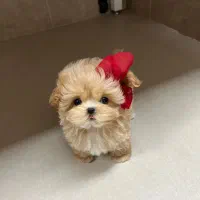 maltipooo|سگ|تهران, پونک|دیوار