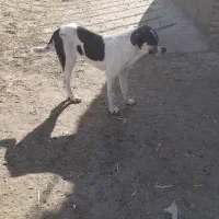 سگ خراسانی|سگ|سبزوار, خسروجرد|دیوار