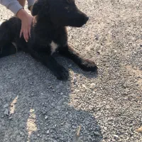 سگ قدرجونی تازه از اصفهان اوردم|سگ|نوشهر, |دیوار