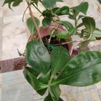 گیاه سبدی|گل و گیاه طبیعی|اصفهان, براآن شمالی|دیوار