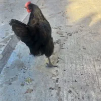 مرغ مشگی جوان تخم گذار|حیوانات مزرعه|قم, شهرک فاطمیه|دیوار