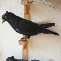 صیدرنگی ۳عددکلکسیونی یه کت سفیدسرگ قعرع سینه|پرنده|مشهد, گلبرگ شمالی|دیوار