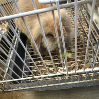 یک جفت خرگوش نژاد لپ