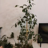 بنجامین|گل و گیاه طبیعی|شاندیز, |دیوار