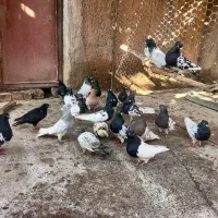 تعدادی کبوتر جفتی