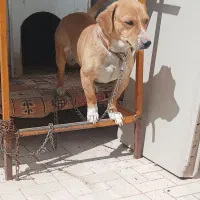 واگذاری جک راسل ماده