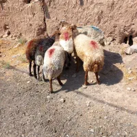 میش