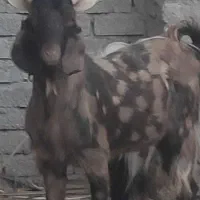 دبر بذری