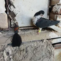 پنجتا کفتر روهم|پرنده|مرودشت, رودبال|دیوار