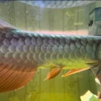 اروانا کراسبک بلک بلوبیس|ماهی|تهران, نیروی هوایی (پیروزی)|دیوار