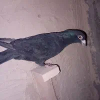 نر سیا کرمونی|پرنده|لنجان, |دیوار