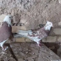 با سلام چند عدد کبوتر فروشی همشون مایه کفتر|پرنده|زنجان, |دیوار