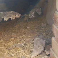 یک عدد مرغ لاری با جوجه