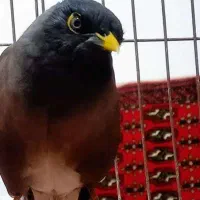 فروش پرنده مرغ مینا