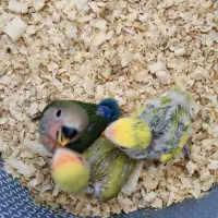 طوطی برزیلی