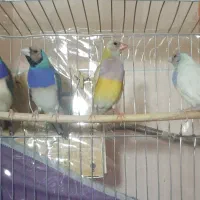 دو جفت گلدین آبی و سیلور و زرد|پرنده|تبریز, |دیوار